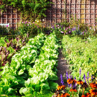 moestuin in de zon